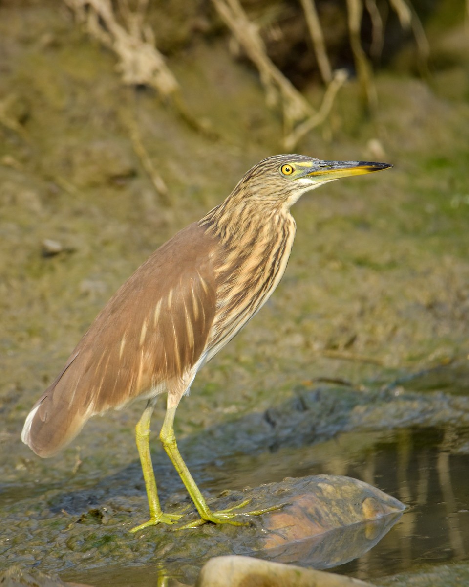 Indian Pond-Heron - Madhur Upadhyay