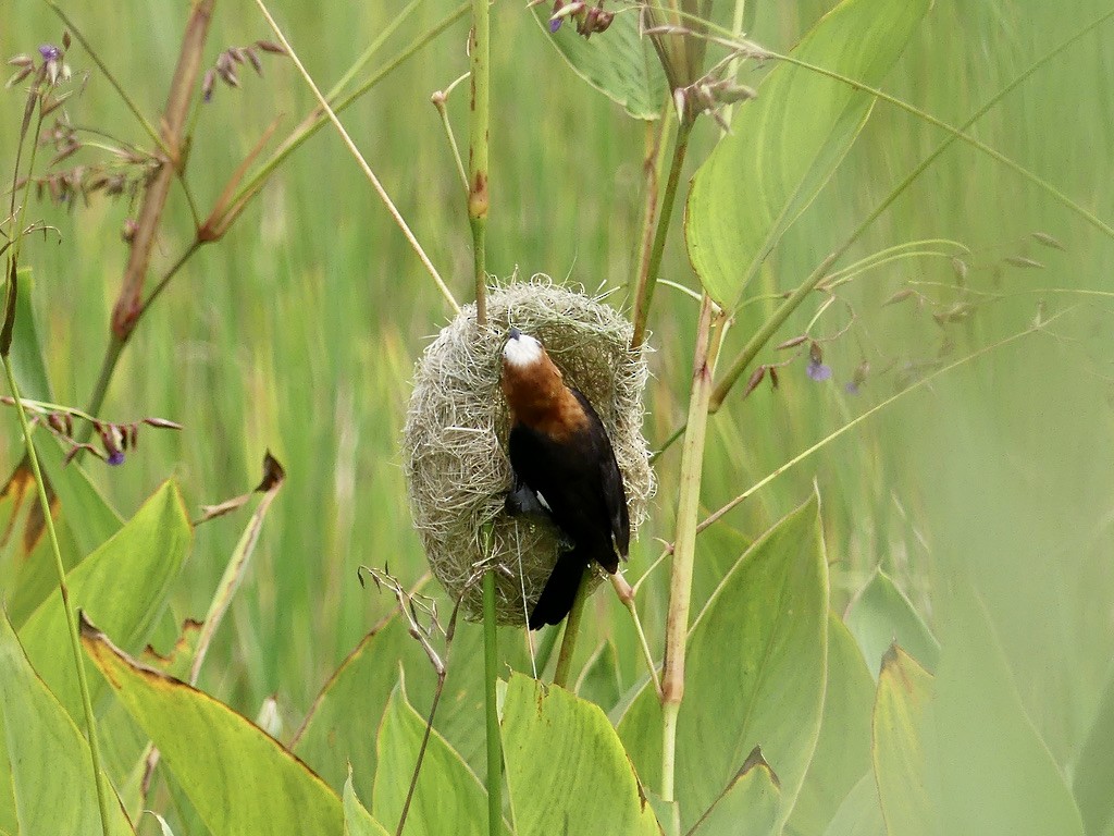 Grosbeak Weaver - ML609960188