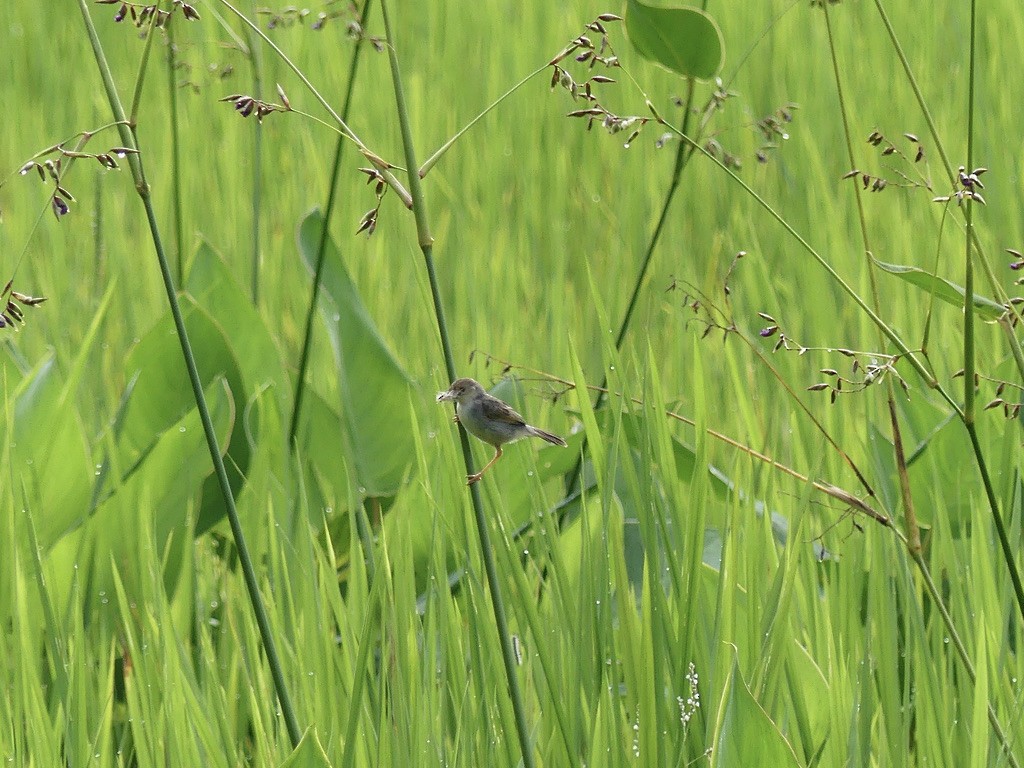 Cisticola sp. - ML609960278