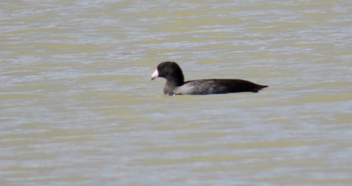 American Coot (Red-shielded) - ML609960326