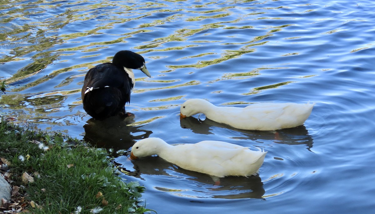 Mallard (Domestic type) - ML609960388