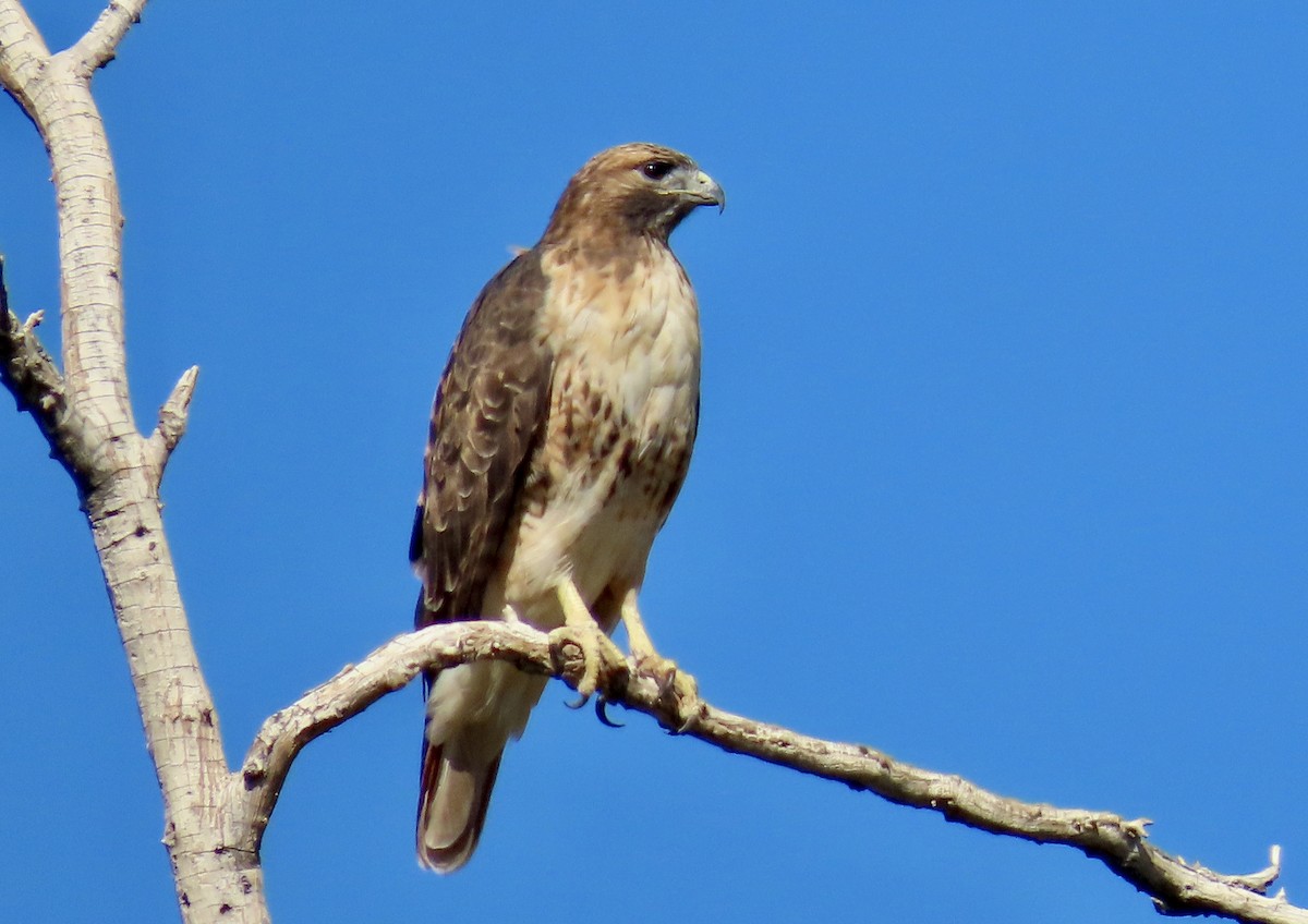 Red-tailed Hawk - ML609960390