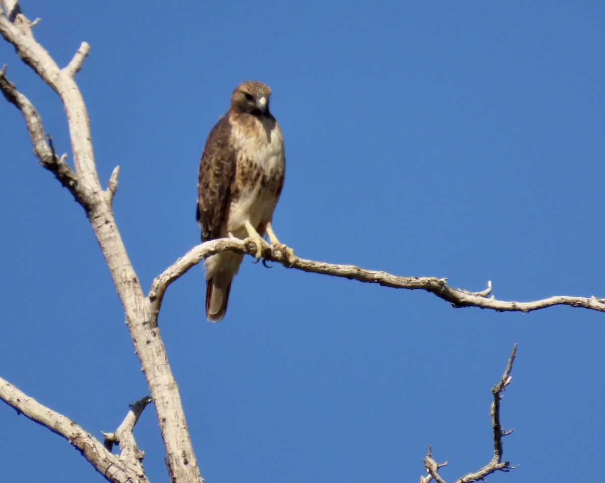 Red-tailed Hawk - ML609960394