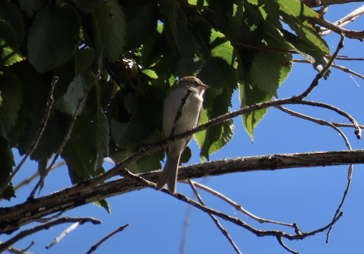 White-crowned Sparrow - ML609960397