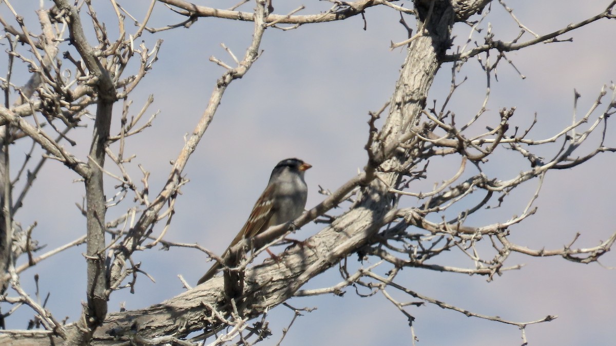 White-crowned Sparrow - ML609960399
