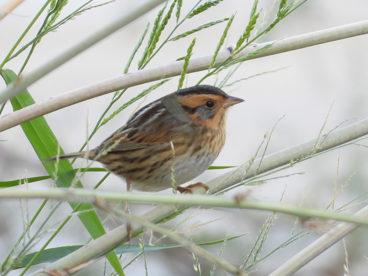 Nelson's Sparrow - ML609960404