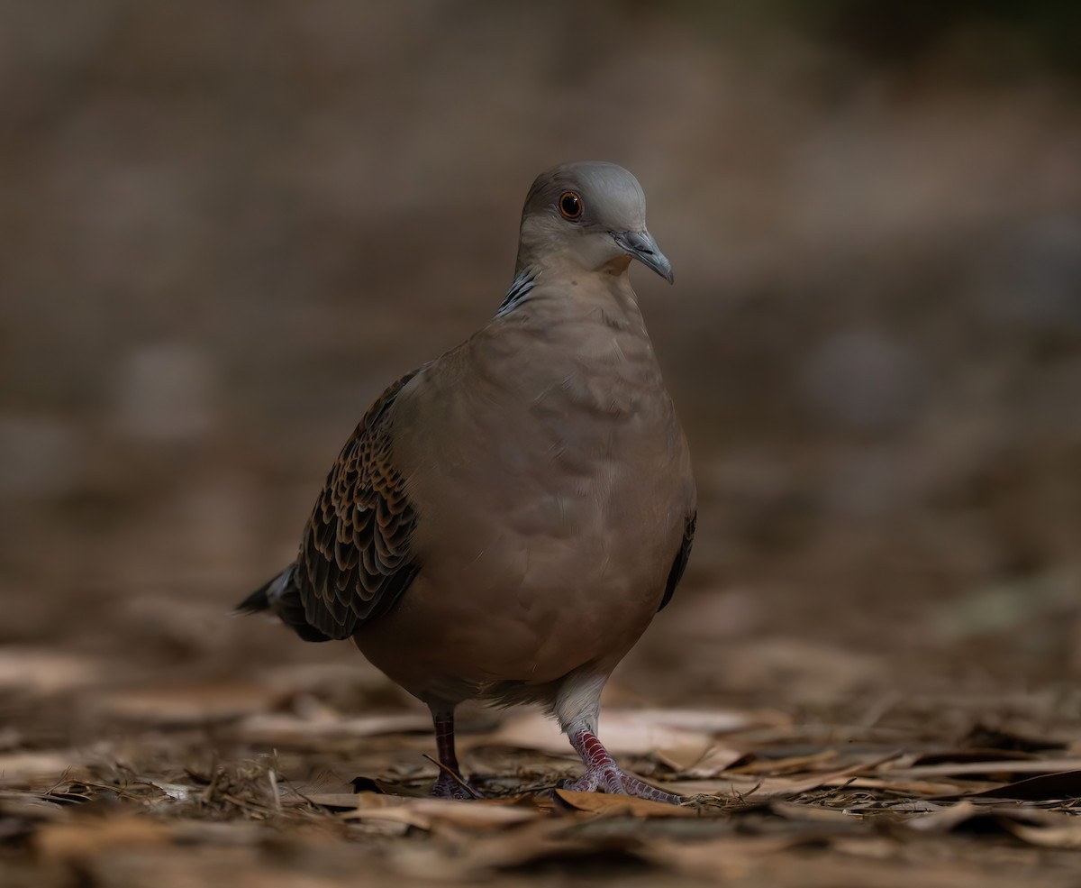 Oriental Turtle-Dove - ML609960420