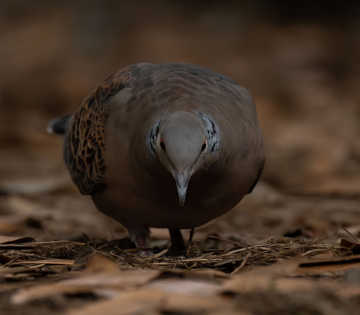 Oriental Turtle-Dove - Henry Chiu