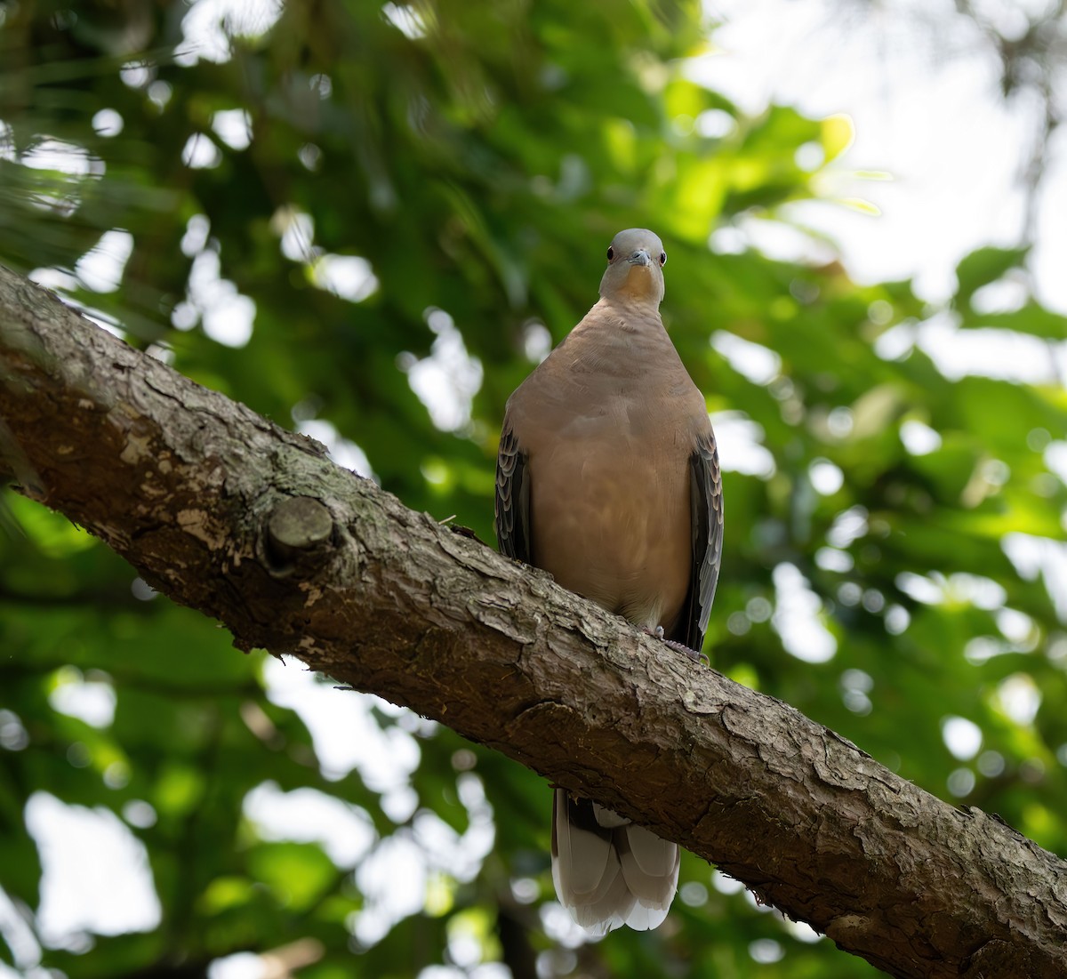 Oriental Turtle-Dove - ML609960423