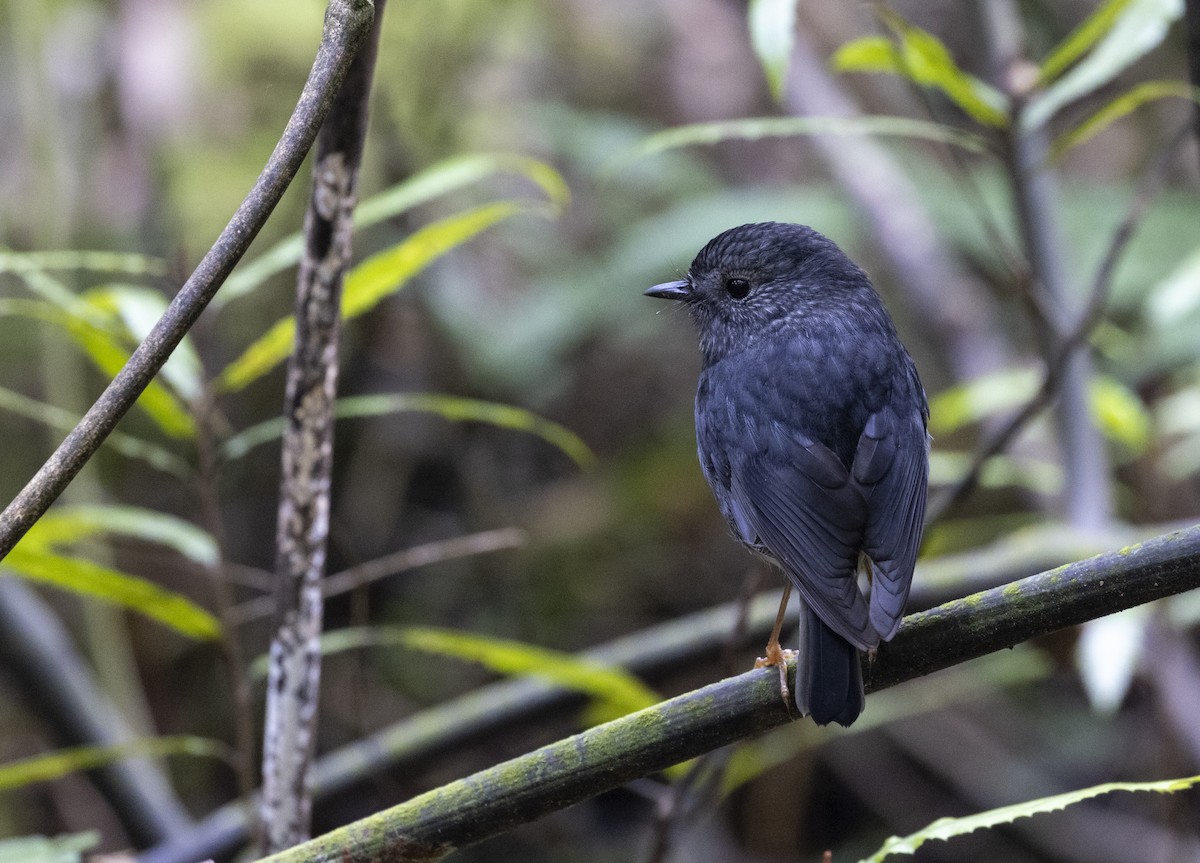 North Island Robin - Louise Thomas