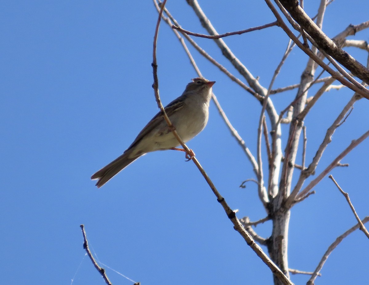 White-crowned Sparrow - ML609960504