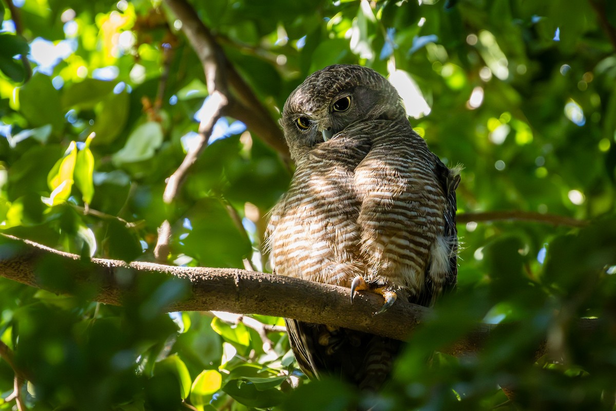 Rufous Owl - ML609960544