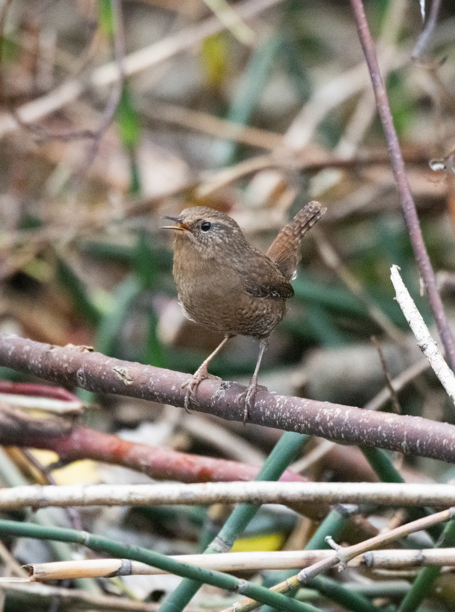 Pacific Wren - ML609960578