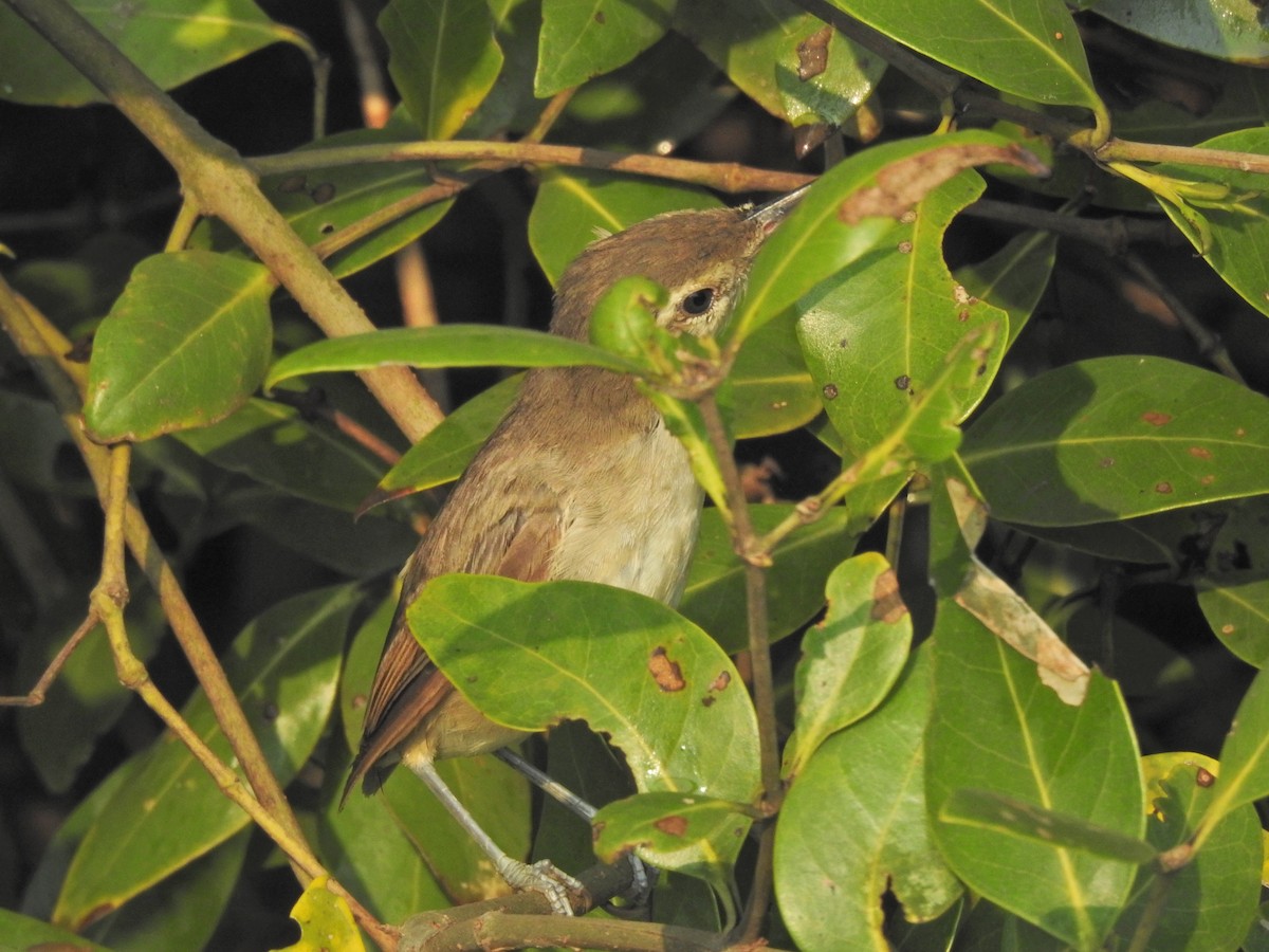 Blyth's Reed Warbler - Nishant Bhagwat