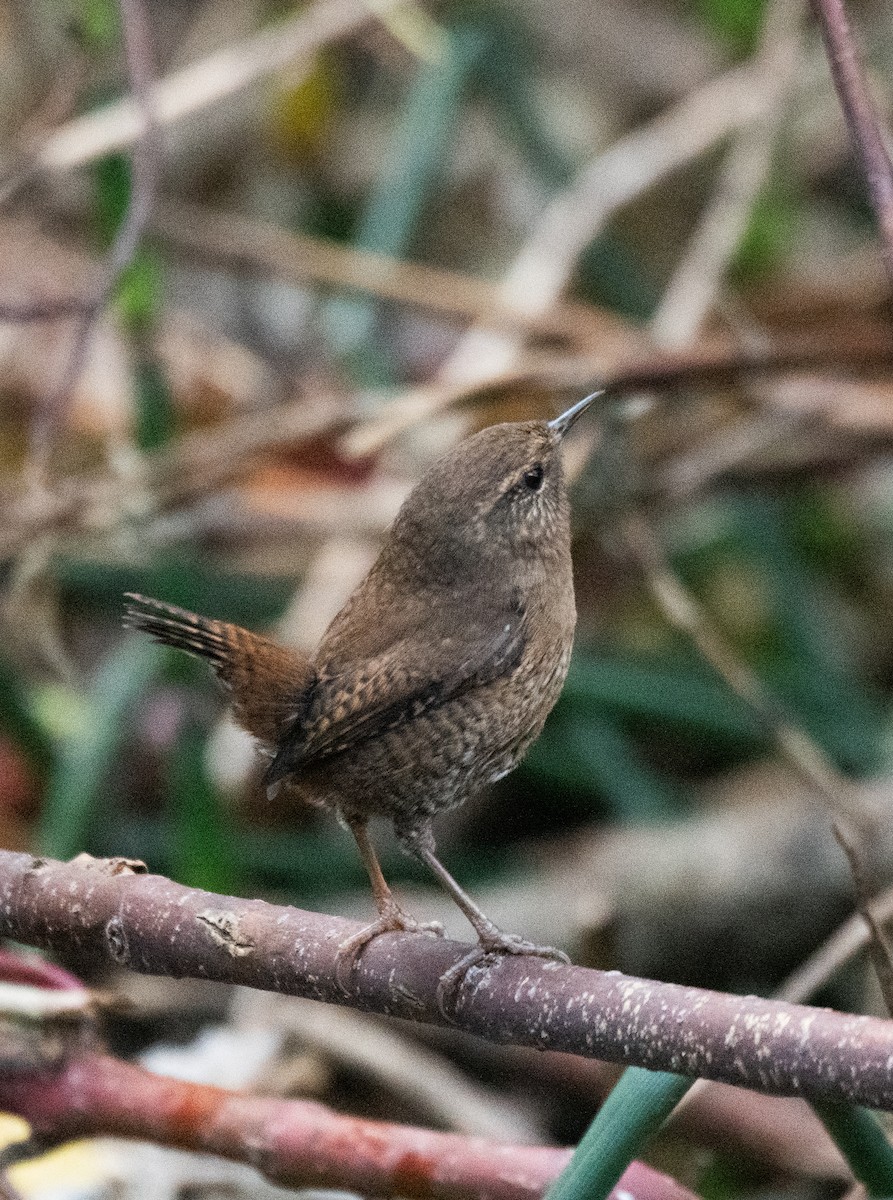 Pacific Wren - ML609960603