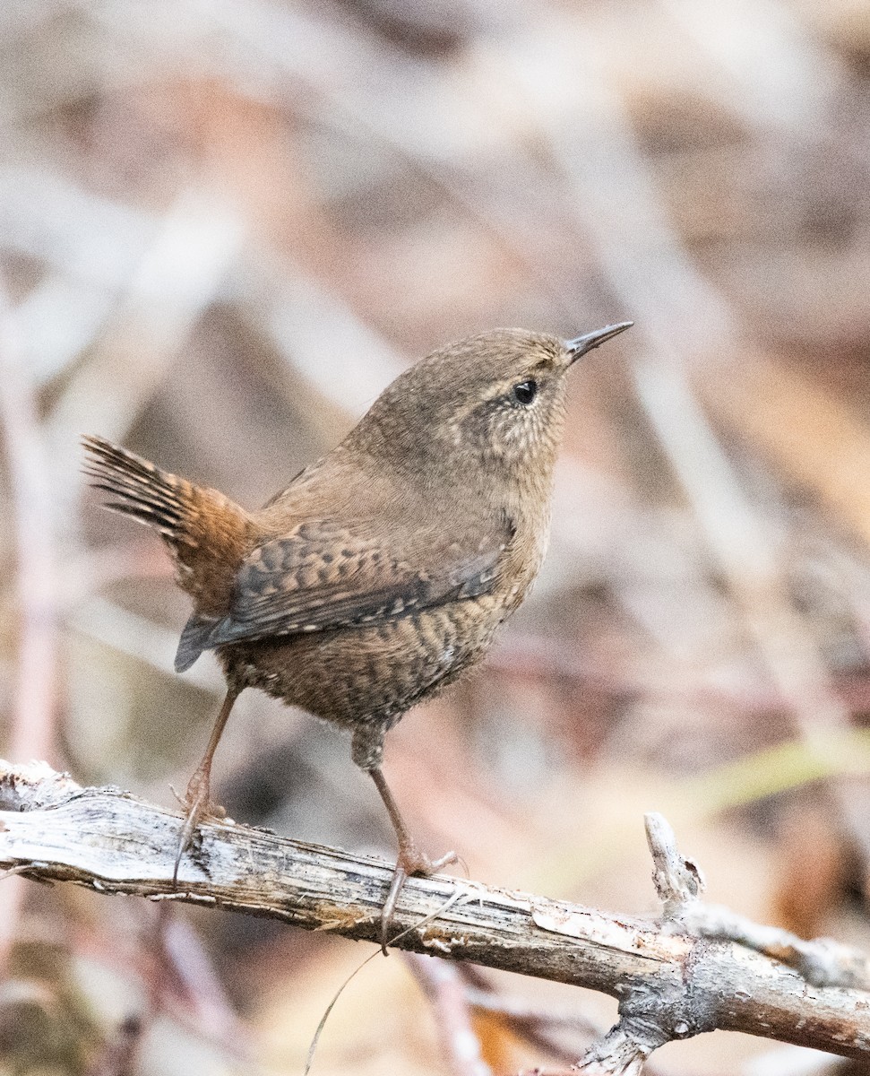 Pacific Wren - ML609960609