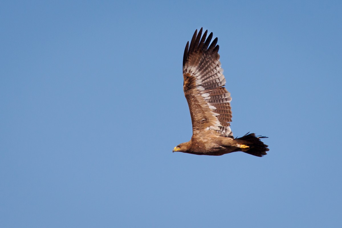 Steppe Eagle - ML609960658