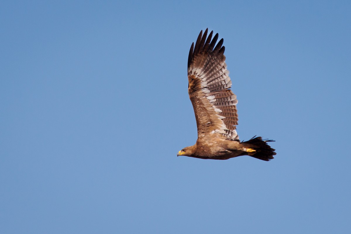 Steppe Eagle - Giorgi Natsvlishvili