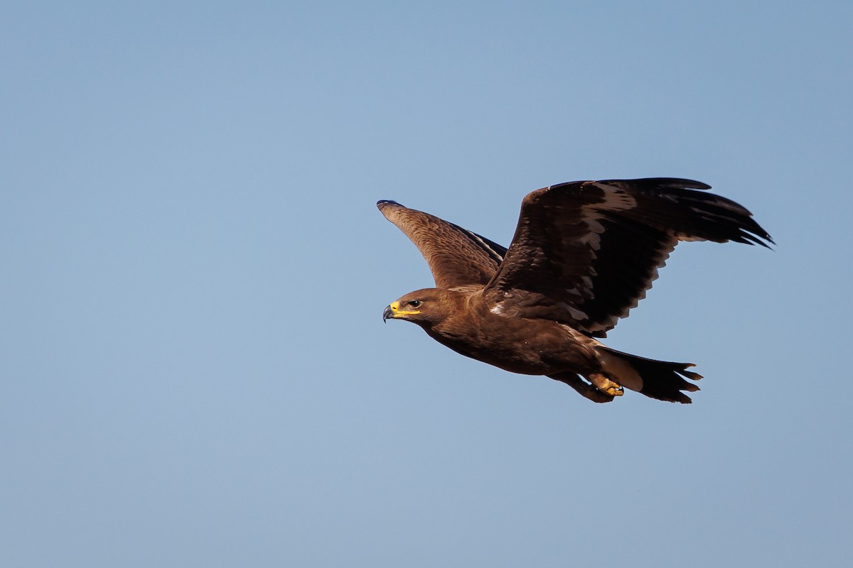 Steppe Eagle - Giorgi Natsvlishvili