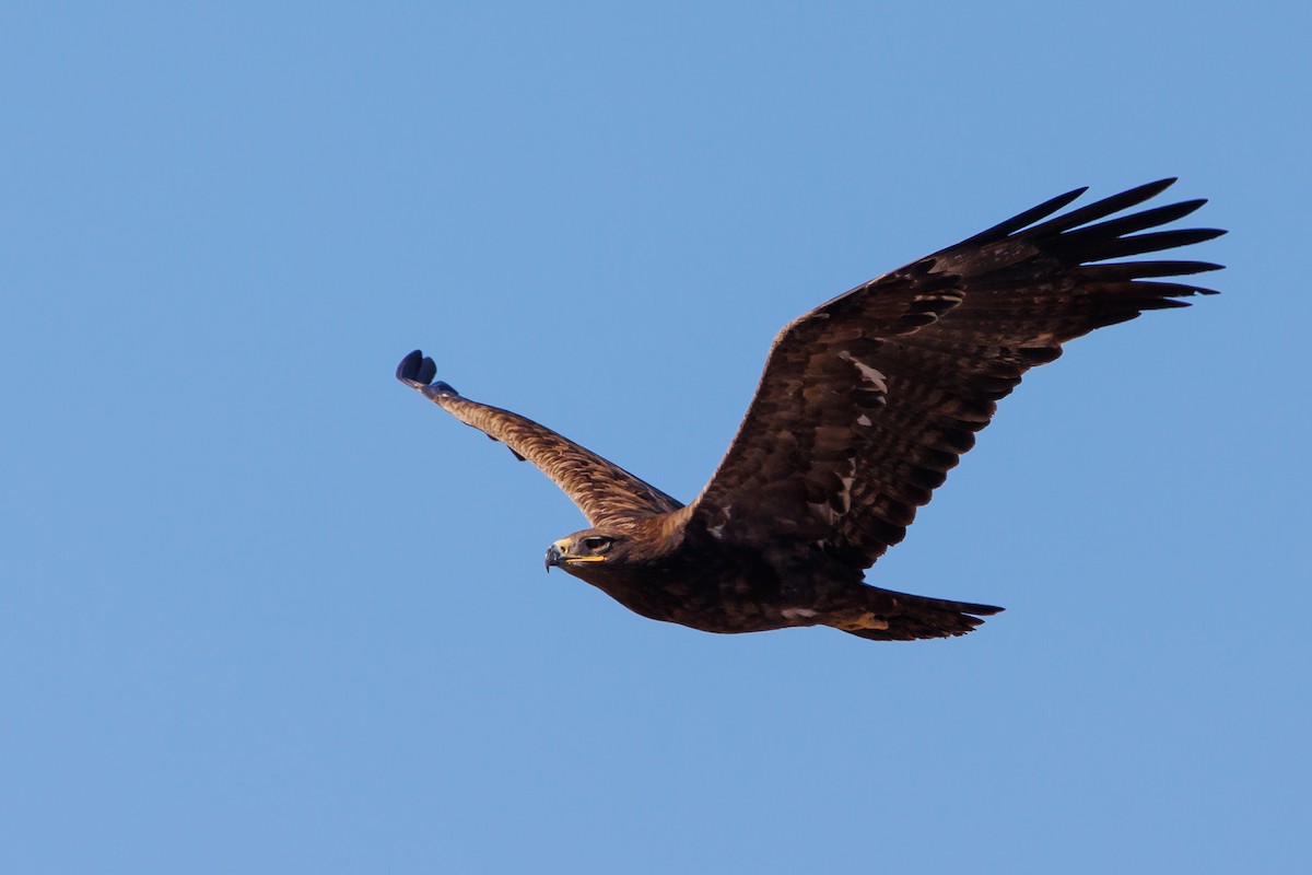 Steppe Eagle - Giorgi Natsvlishvili