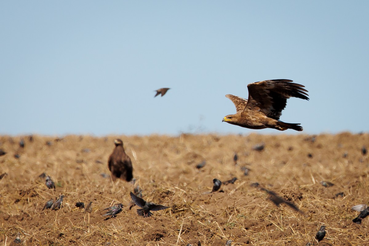 Steppe Eagle - ML609960670