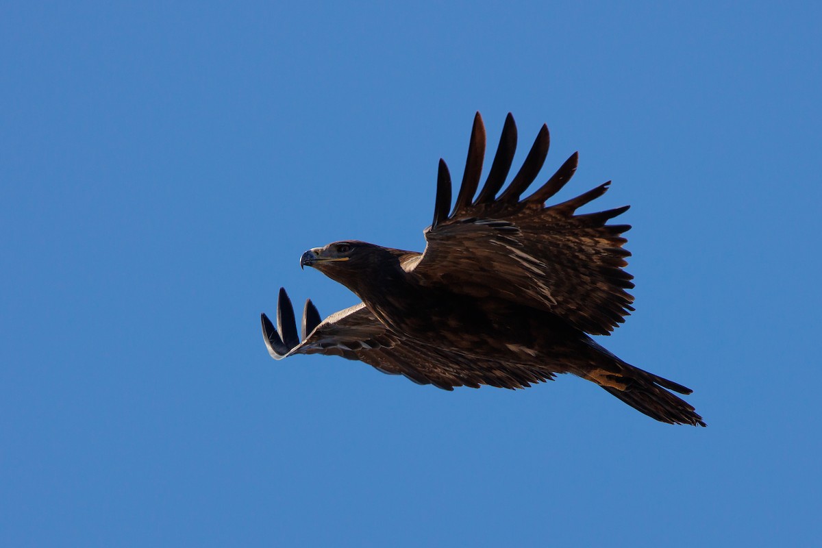 Steppe Eagle - Giorgi Natsvlishvili