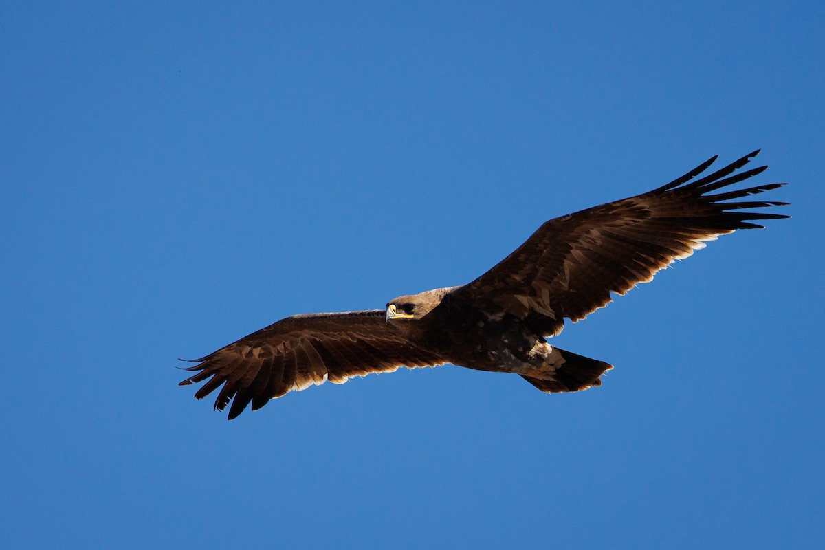 Steppe Eagle - Giorgi Natsvlishvili