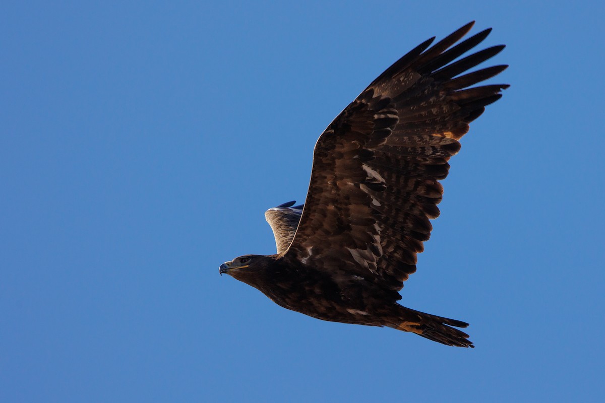 Steppe Eagle - Giorgi Natsvlishvili