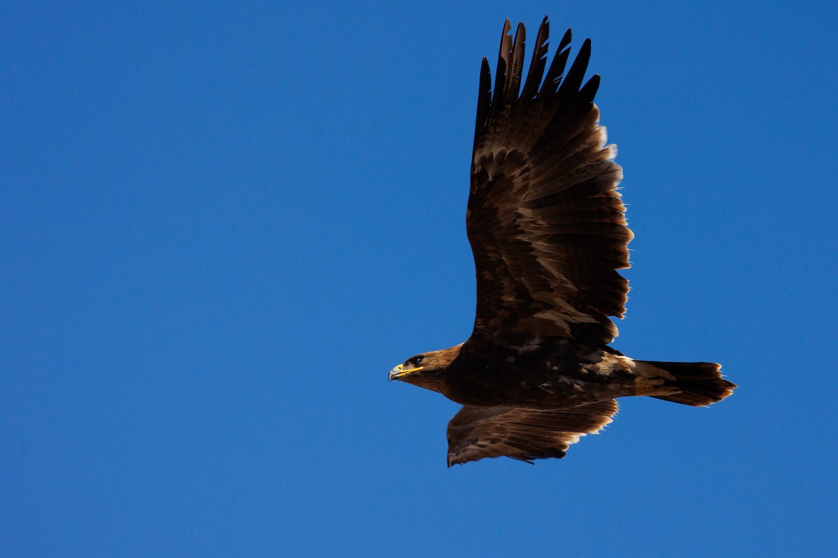 Steppe Eagle - ML609960675