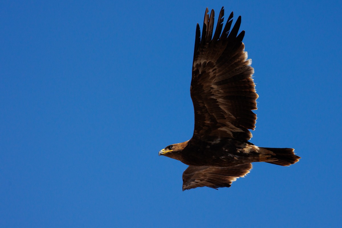 Steppe Eagle - Giorgi Natsvlishvili