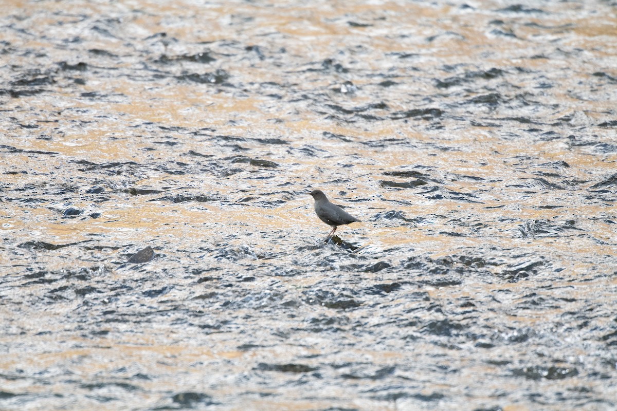 American Dipper - ML609960725