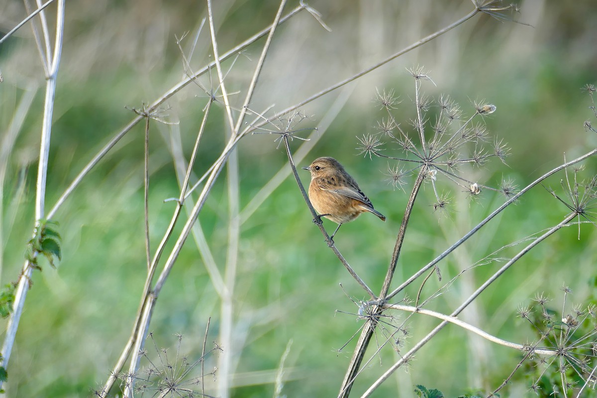 European Stonechat - ML609960833