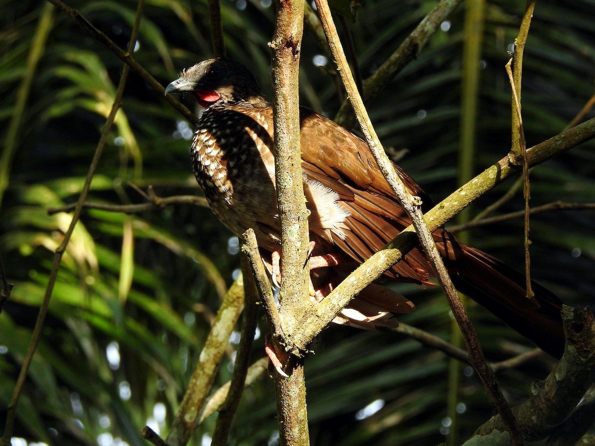 Hoatzin - ML609960940