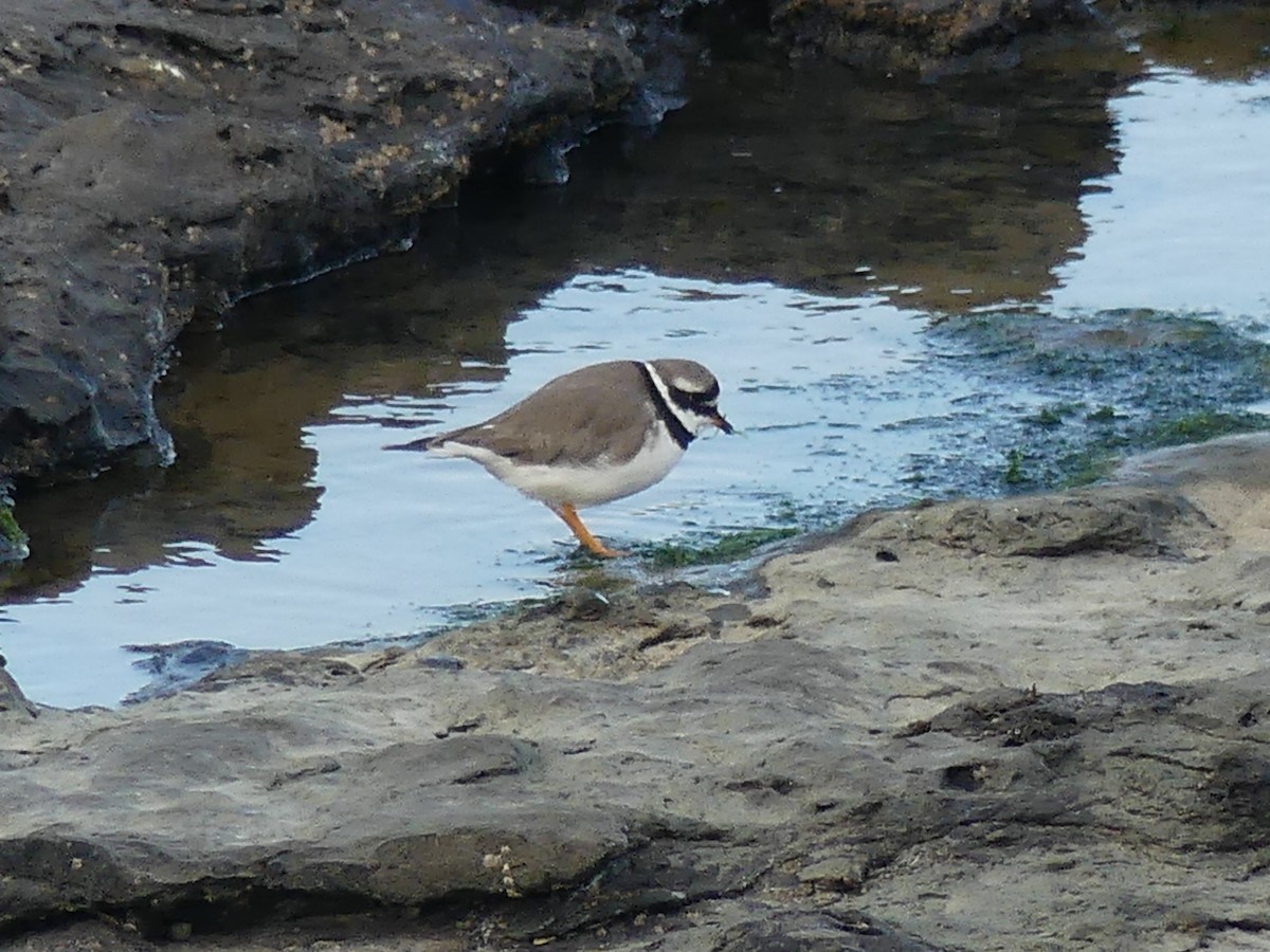 Common Ringed Plover - ML609960977