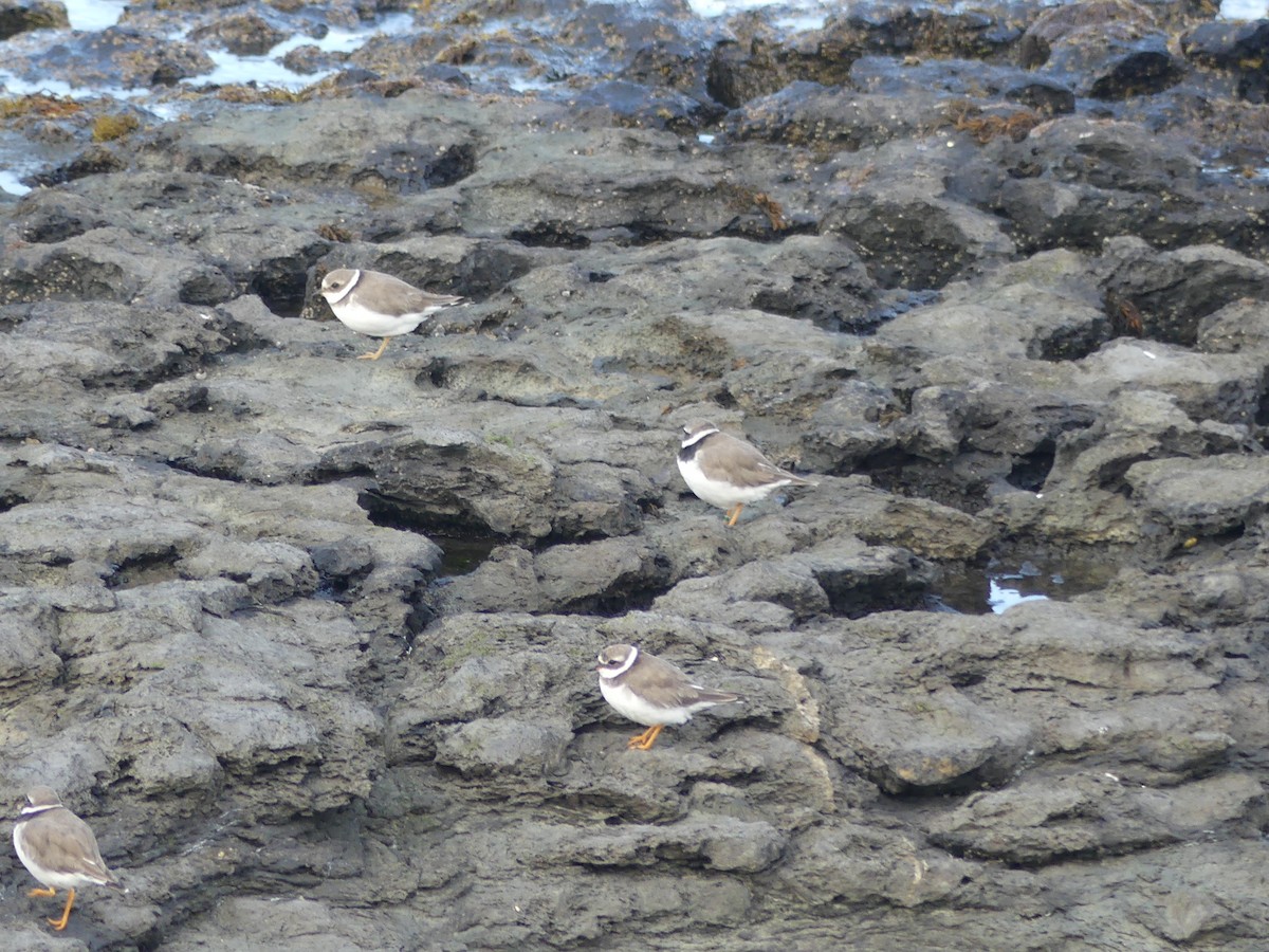 Common Ringed Plover - ML609960978