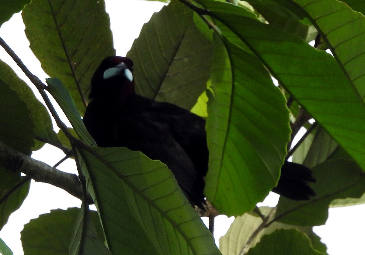 Silver-beaked Tanager - ML609961037