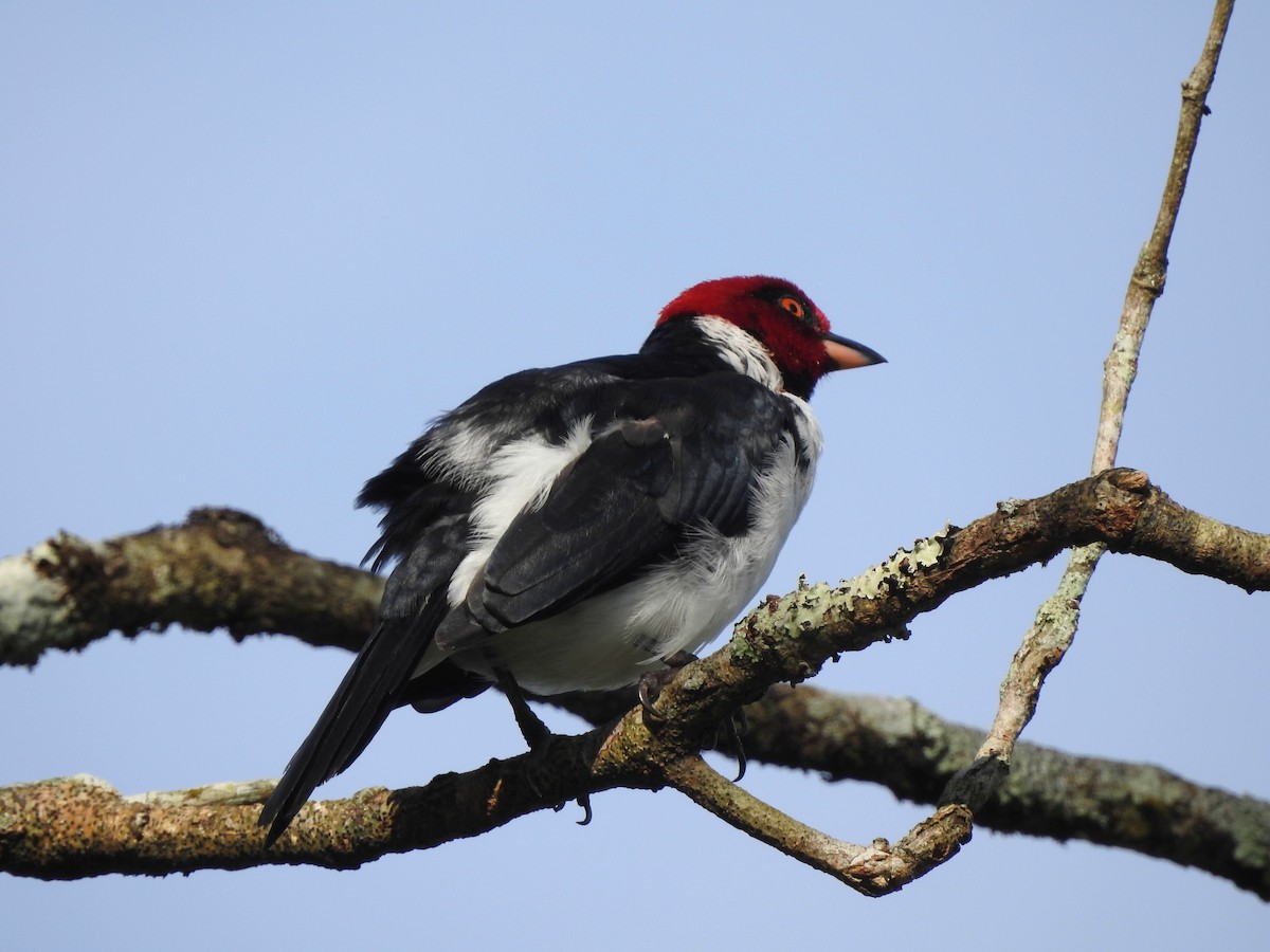 Red-capped Cardinal - ML609961057