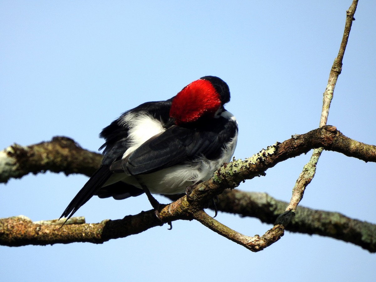 Red-capped Cardinal - ML609961058