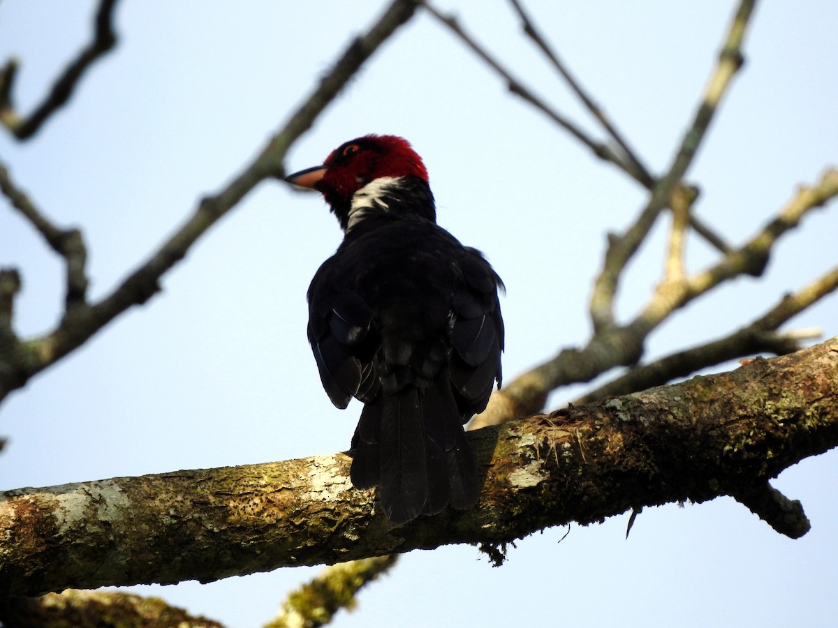 Red-capped Cardinal - Jorge Eduardo Mariño Indaburu @SmartBirding