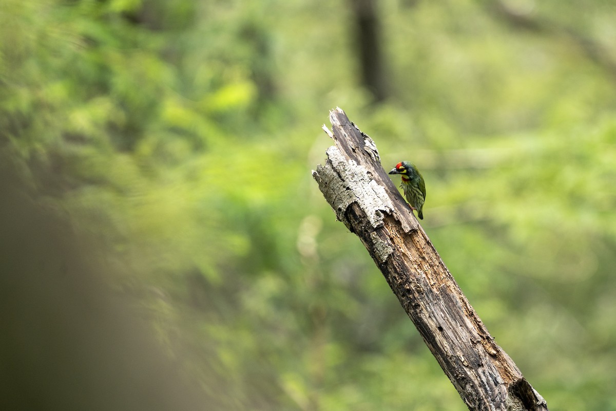 Coppersmith Barbet - ML609961169