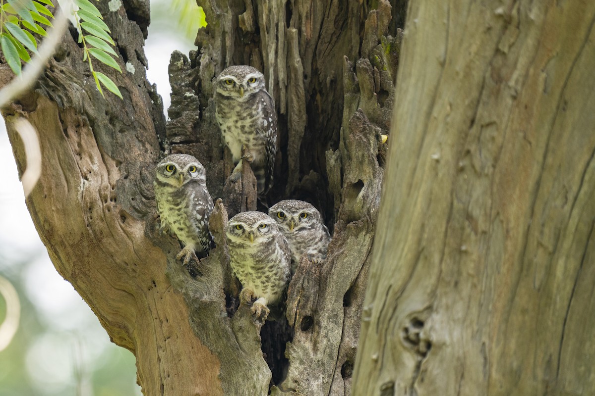 Spotted Owlet - ML609961198