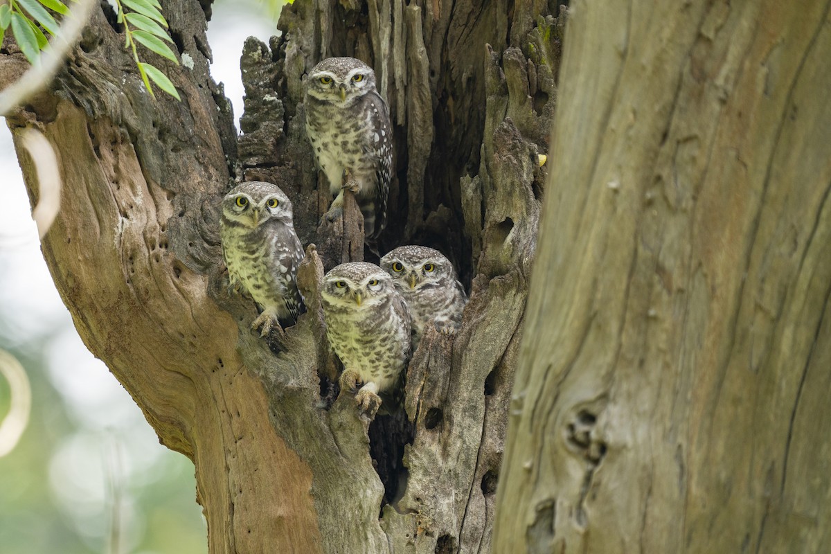 Spotted Owlet - ML609961199