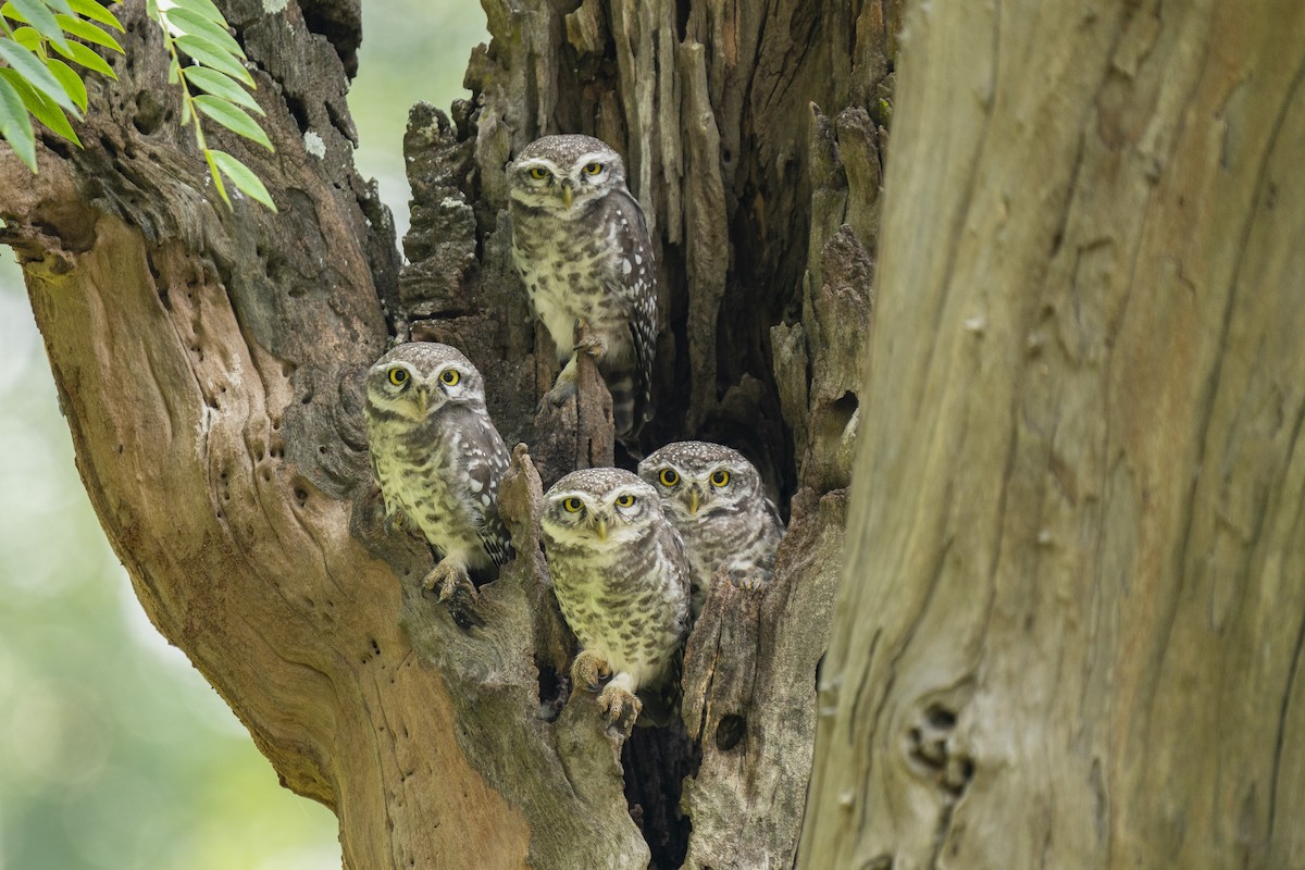 Spotted Owlet - ML609961201