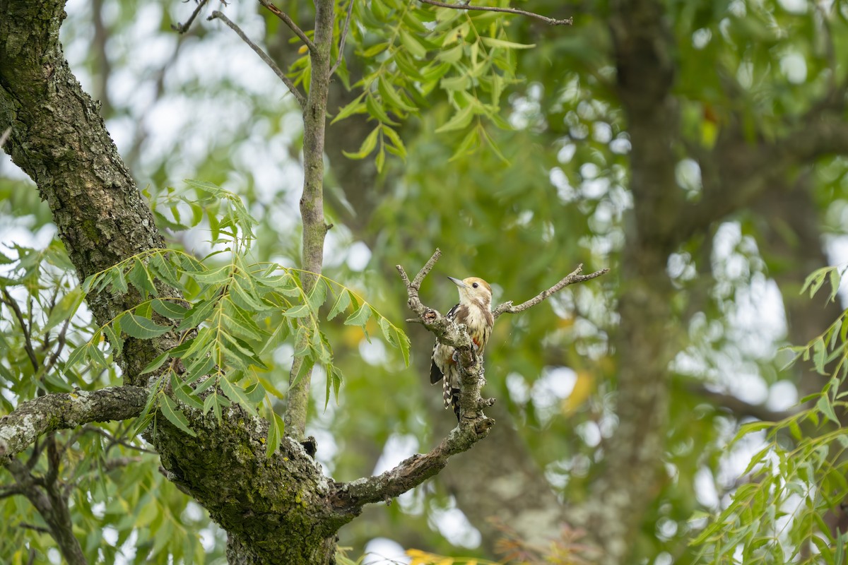 Yellow-crowned Woodpecker - ML609961285