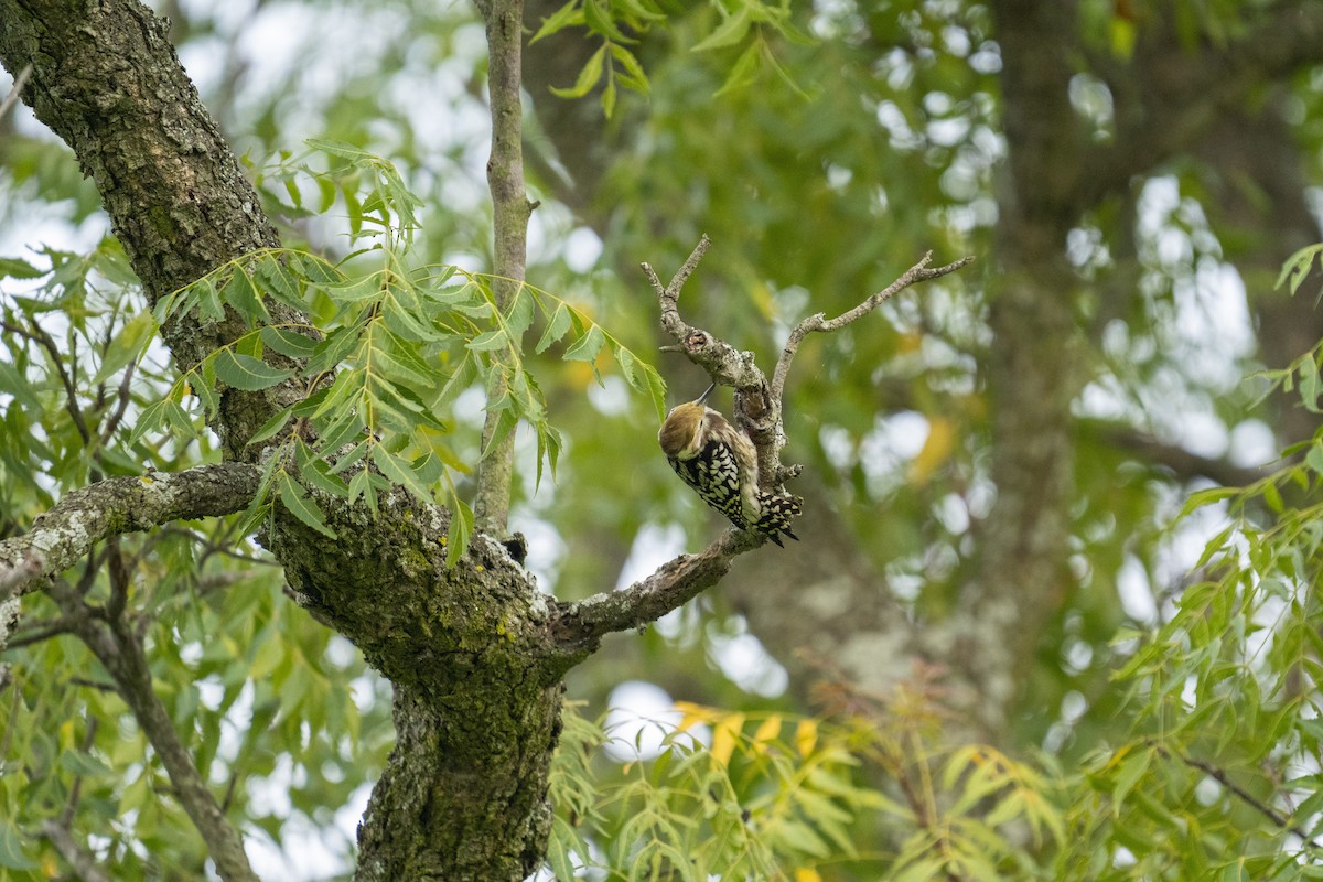 Yellow-crowned Woodpecker - ML609961286
