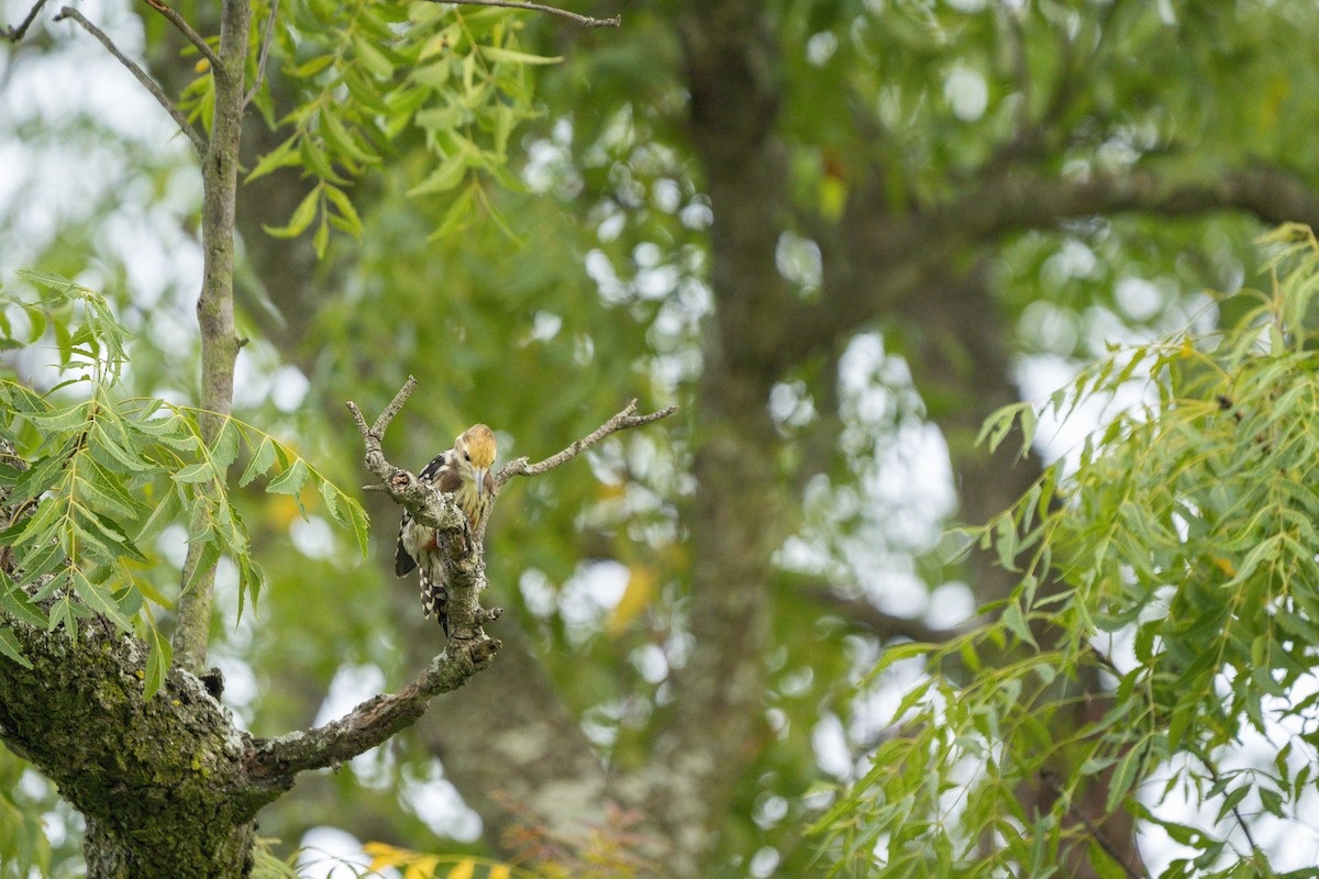 Yellow-crowned Woodpecker - ML609961287