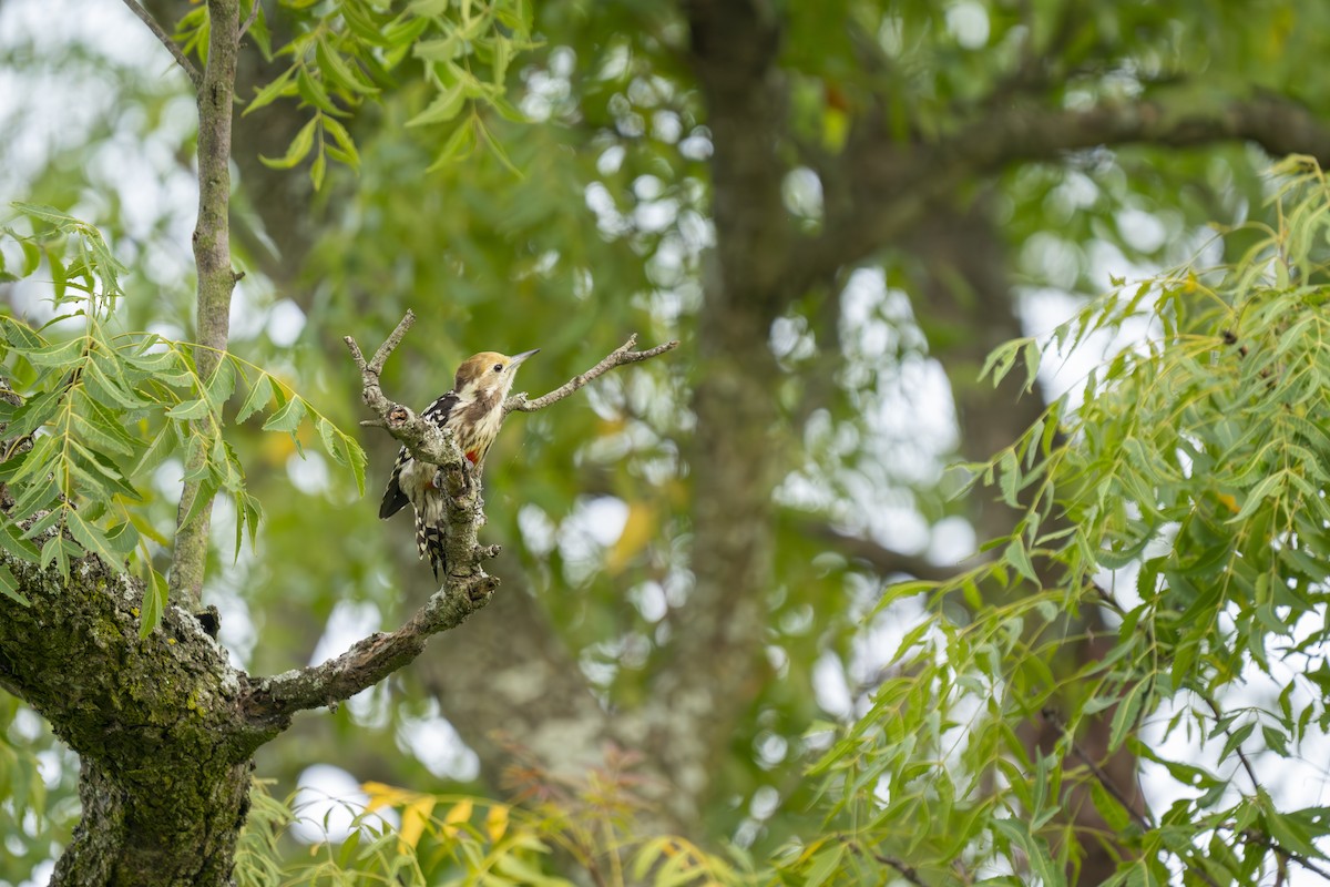 Yellow-crowned Woodpecker - ML609961288