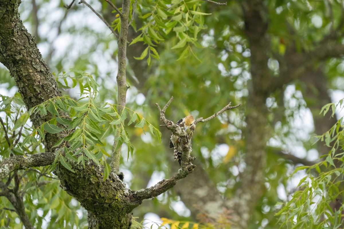 Yellow-crowned Woodpecker - ML609961289