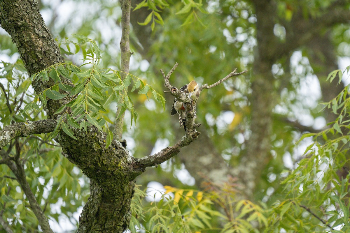 Yellow-crowned Woodpecker - ML609961290