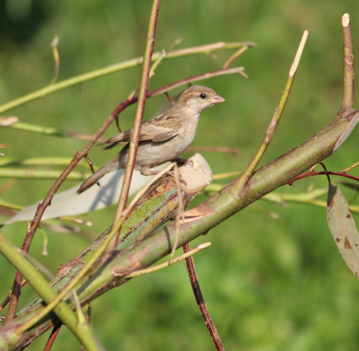 House Sparrow - PRABHAKAR GUJJARAPPA